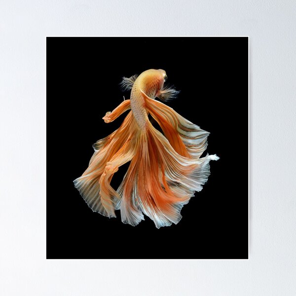Item preview, Fish Siamese fighting 2 designed and sold by LycanArt.
