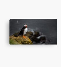 Wild Birds: Puffin on a Cliff, Iceland Canvas Print