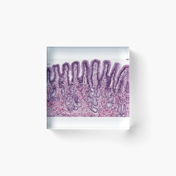 Item preview, Pyloric stomach designed and sold by Love Histology.