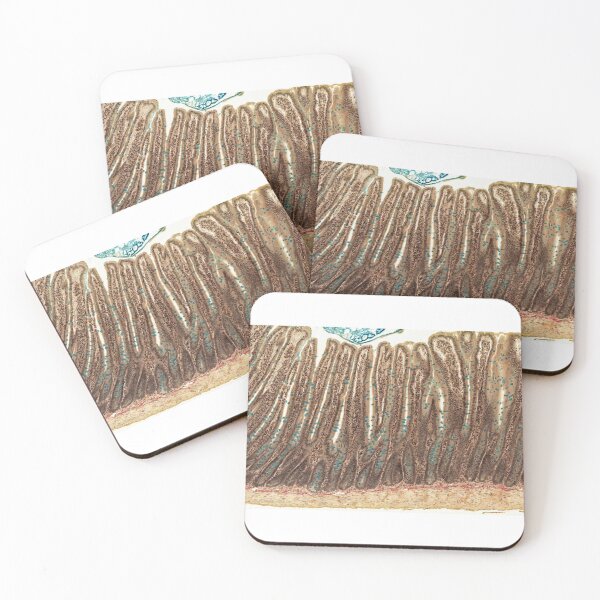 Item preview, Jejunum - Alcian Blue designed and sold by Love Histology.