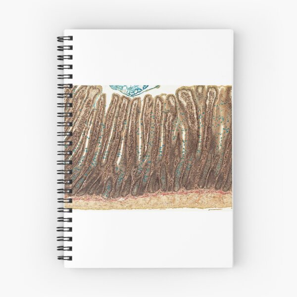 Item preview, Jejunum - Alcian Blue designed and sold by Love Histology.