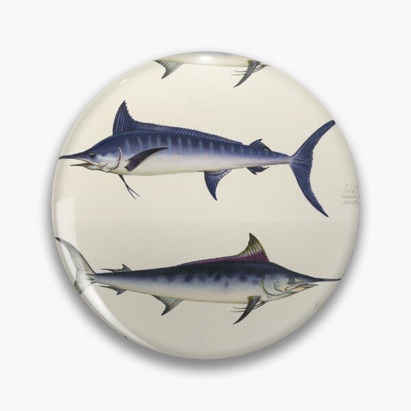 Item preview, Black marlin (Istiompax marlina) and Blue marlin (Makaira ampla) designed and sold by anmm.