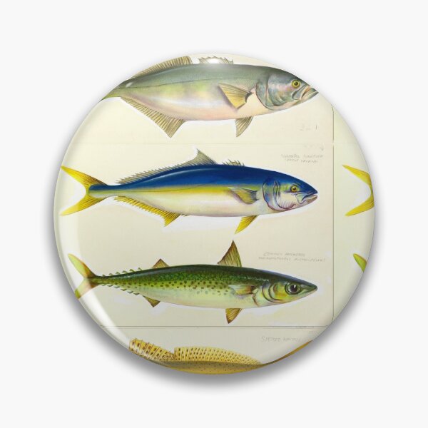 Item preview, Spotted whiting (Sillaginodes punctatus), Tailor (Pomatomus saltator), Yellowtail kingfish (Seriola lalandi) and Common mackerel (Pneumatophorus Australiasicus) designed and sold by anmm.