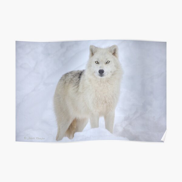 ...the season of the Wolf... [FEATURED 6x) Poster