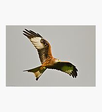 Red kite Photographic Print