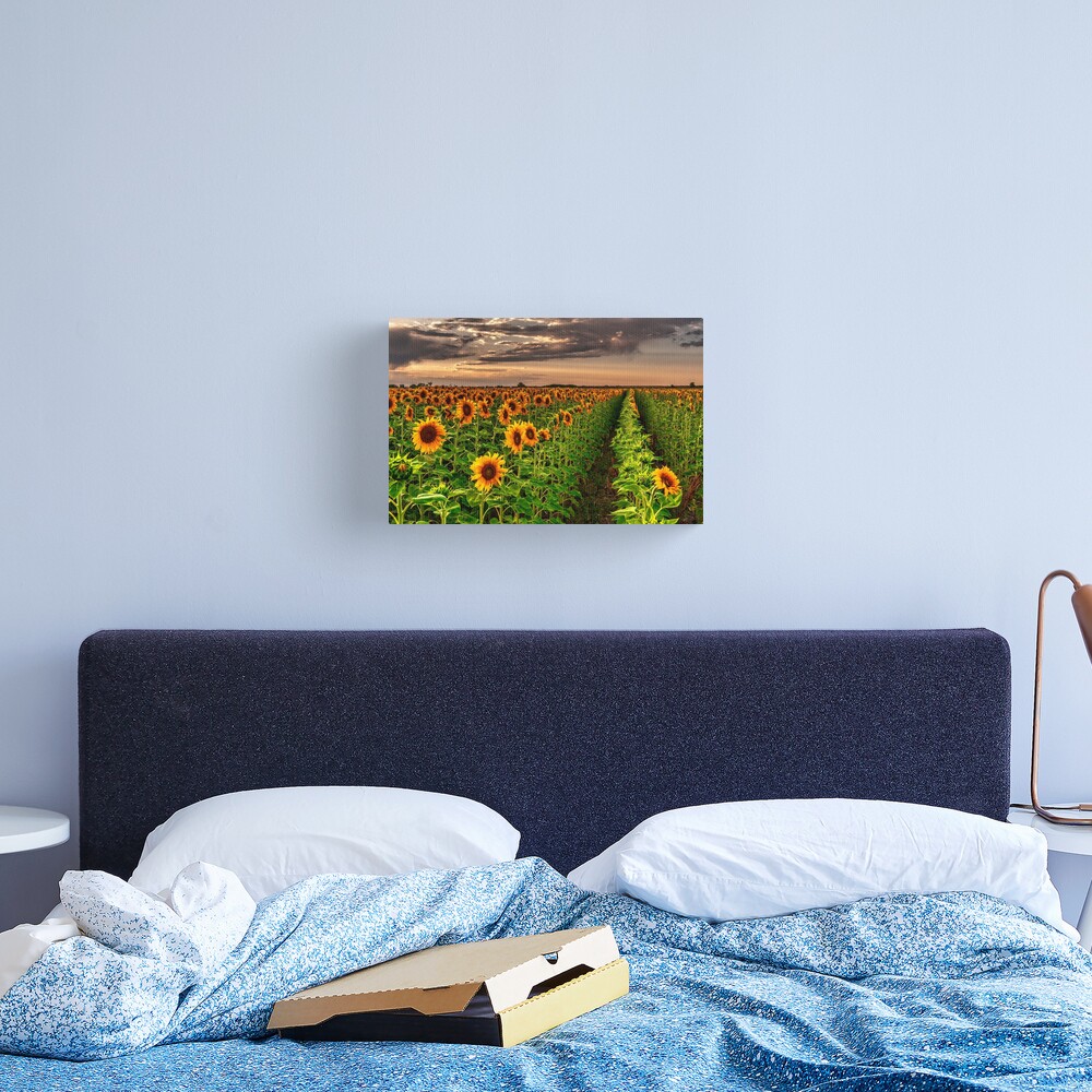 Sunflower Soldiers and Before A Colorado Summer Storm Canvas Print
