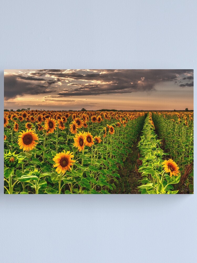 Alternate view of Sunflower Soldiers and Before A Colorado Summer Storm Canvas Print