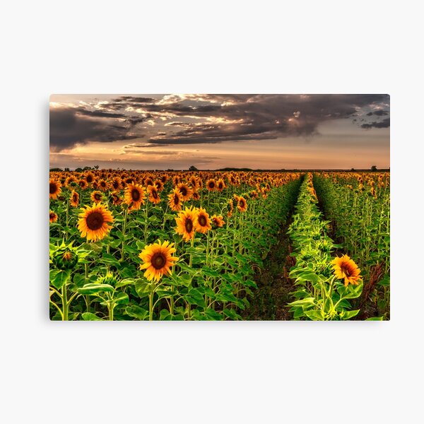 Sunflower Soldiers and Before A Colorado Summer Storm Canvas Print
