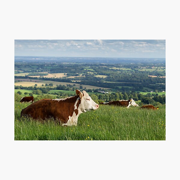 Hereford Cows Photographic Print