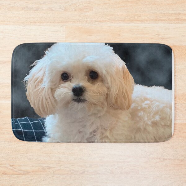 Item preview, Maltipoo Amor. Hermoso perrito con pelo blanco largo y sedoso. designed and sold by KarenZuk.