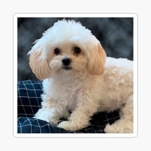 Maltipoo Love. Beautiful little dog with long silky white hair. Sticker