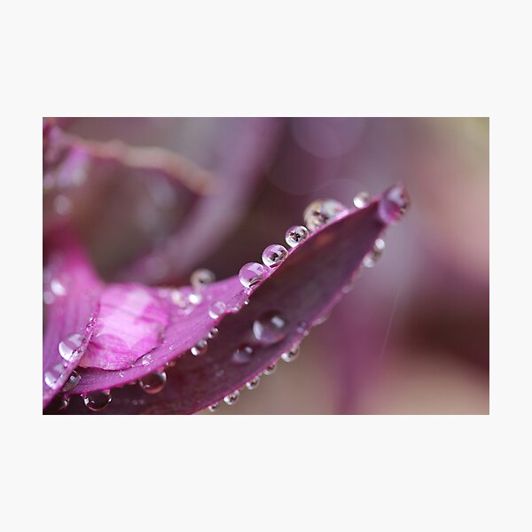Glisten Photographic Print