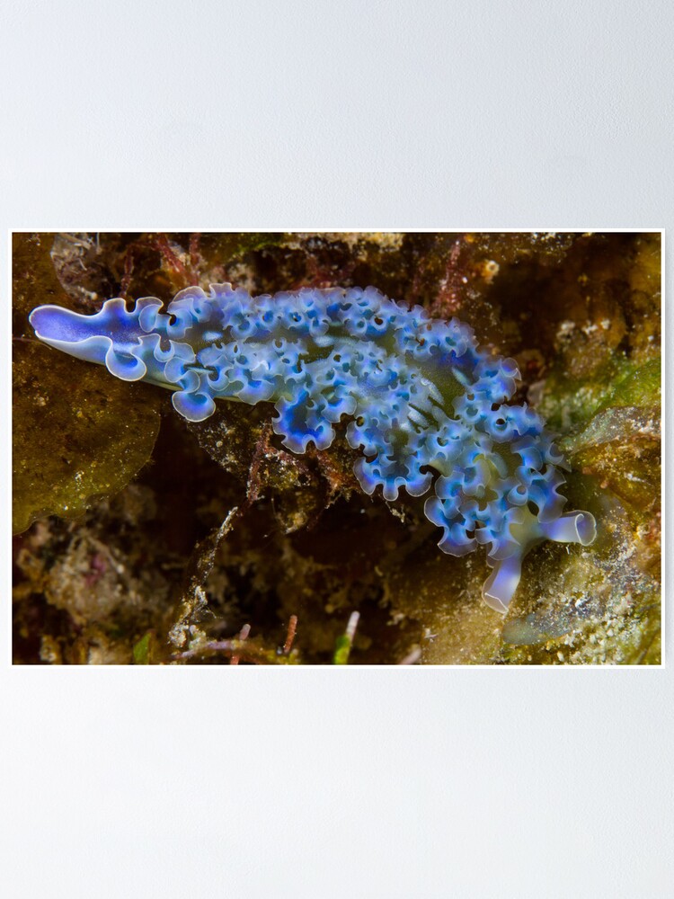 "Lettuce Sea Slug" Poster by maractwin | Redbubble