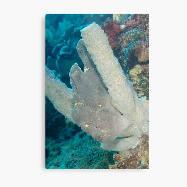 Giant Anglerfish - Siamil Island, Malaysia Metal Print