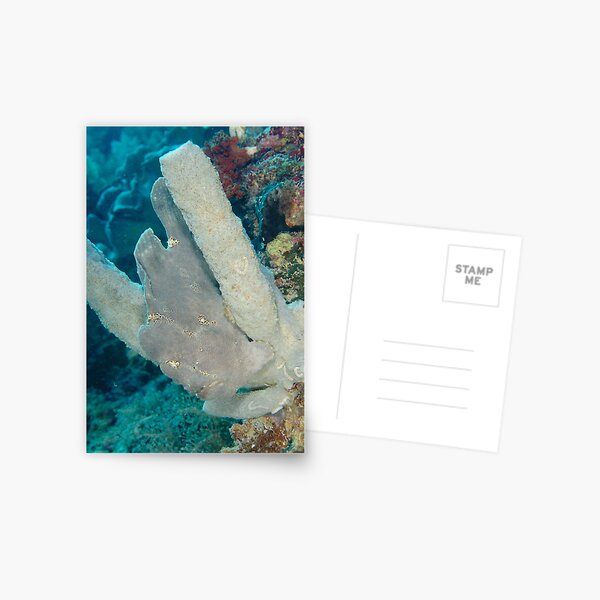 Giant Anglerfish - Siamil Island, Malaysia Postcard