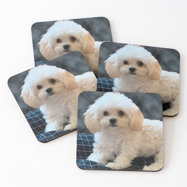 Item preview, Maltipoo Love. Beautiful little dog with long silky white hair. designed and sold by KarenZuk.
