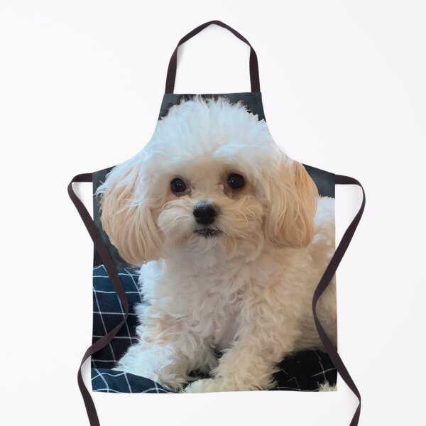 Item preview, Maltipoo Love. Beautiful little dog with long silky white hair. designed and sold by KarenZuk.