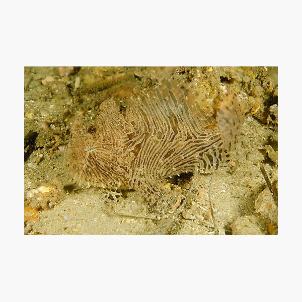 Striped Anglerfish - Sydney, Australia Photographic Print