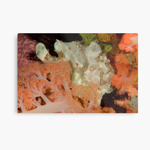 Giant Anglerfish - Rinca Island, Indonesia Metal Print