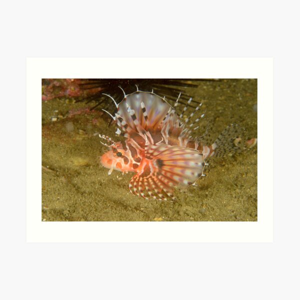 Dwarf Lionfish - Dendrochirus zebra Art Print
