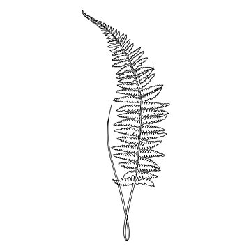 You searched for hand drawn bracken fern on white background. vector sketch  illustration. . hand drawn bracken fern. vector illustration.