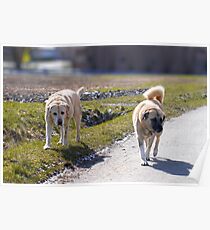 elvis und lena Poster