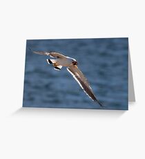 Pacific Gull with Shell Greeting Card