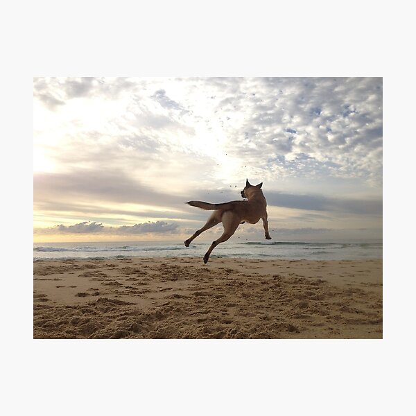 Item preview, Maliniois jumping for joy! designed and sold by Belgian Shepherd Dog Club of QLD Inc.