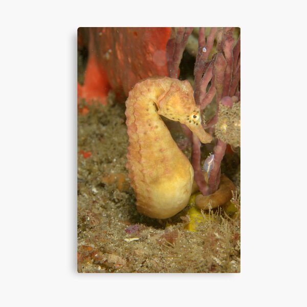 "Bob" Canvas Print