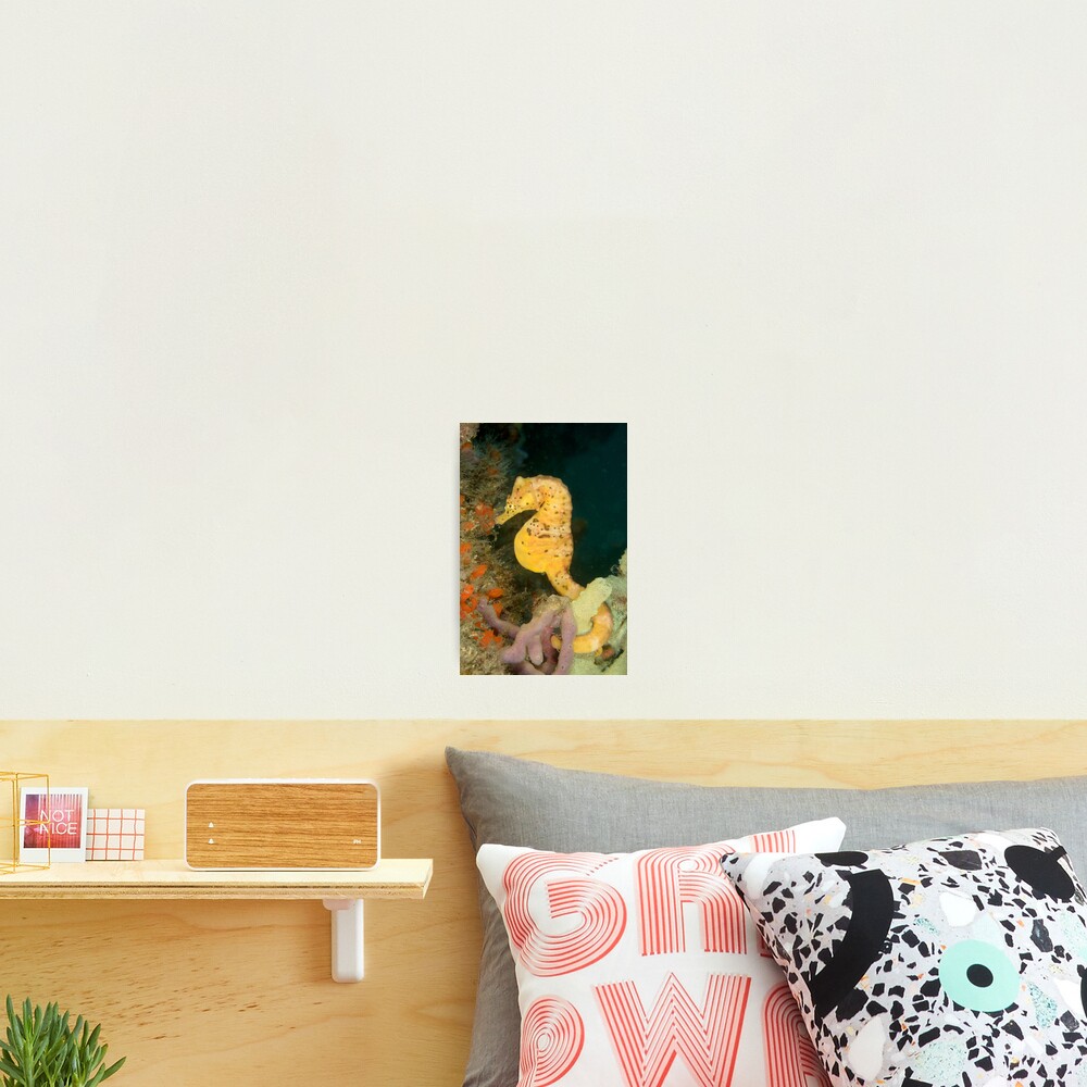 "Honey" Photographic Print