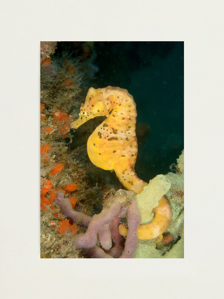 Alternate view of "Honey" Photographic Print