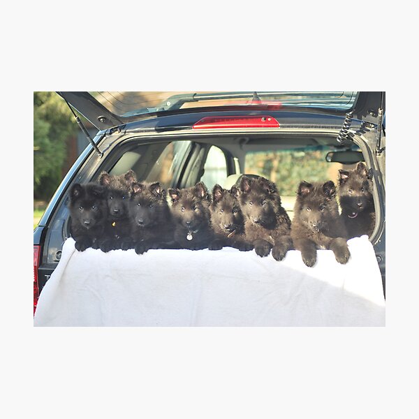Belgian Groenendael babies - Driving Miss Daisy. Photographic Print