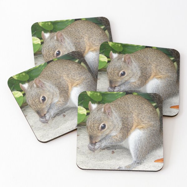 Item preview, Sweet Squirrel at Busch Gardens, Tampa, Florida designed and sold by Monika's Shop.