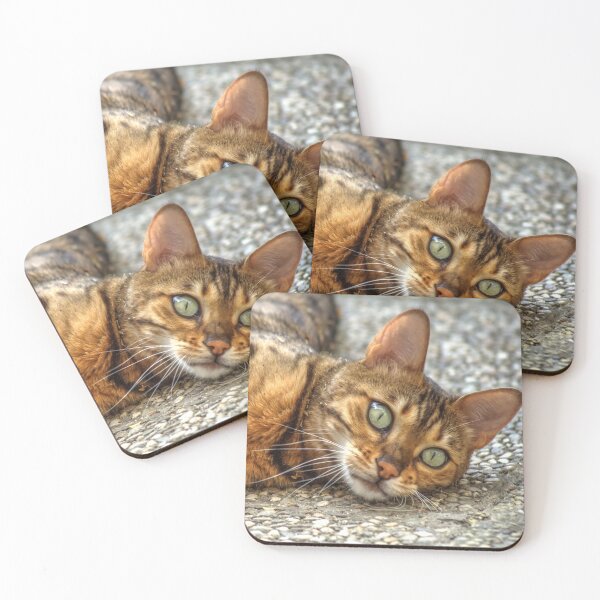 Item preview, Beautiful Relaxed Bengal Cat designed and sold by Mythos57.