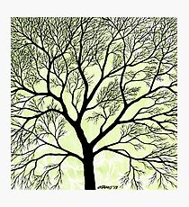 BIG OLD TREE Photographic Print