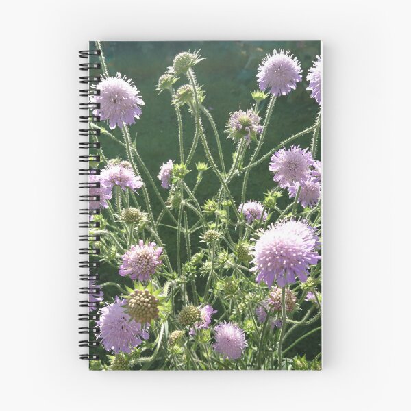 Item preview, Scabious in flower, York designed and sold by paulboizot.
