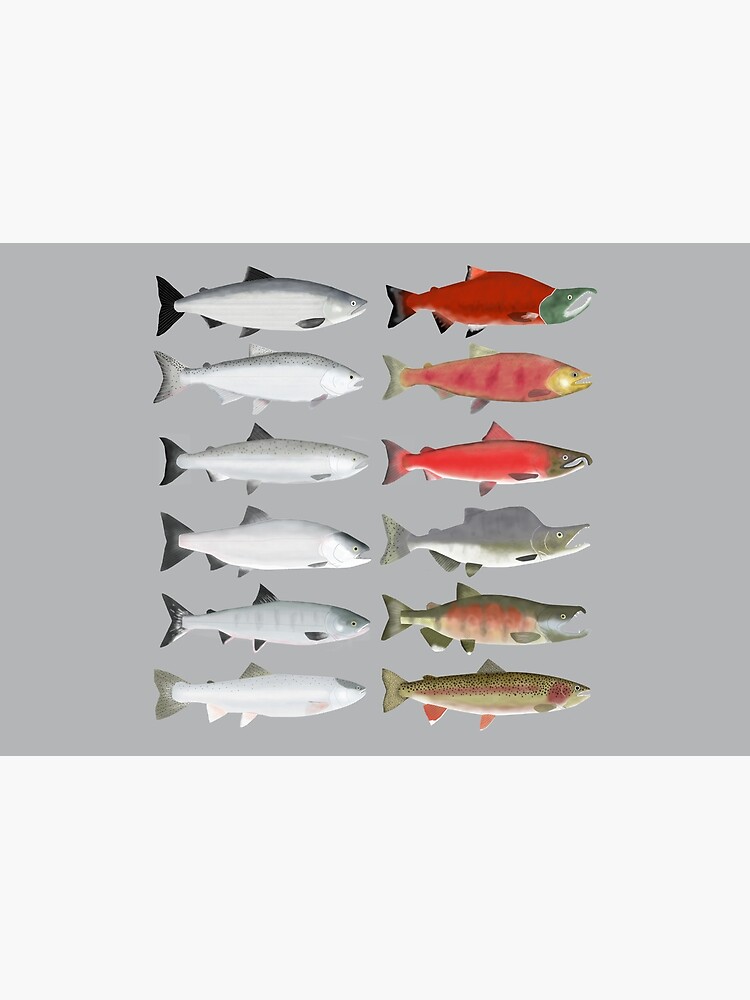 Sockeye Salmon Group Poster for Sale by fishfolkart