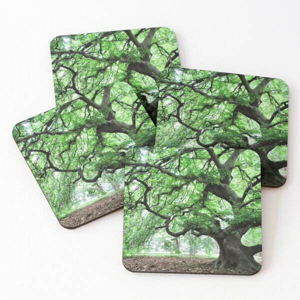 Item preview, Beech designed and sold by jean-nicolas.