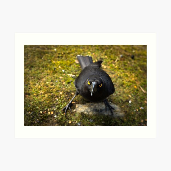 Give me that muffin! Art Print