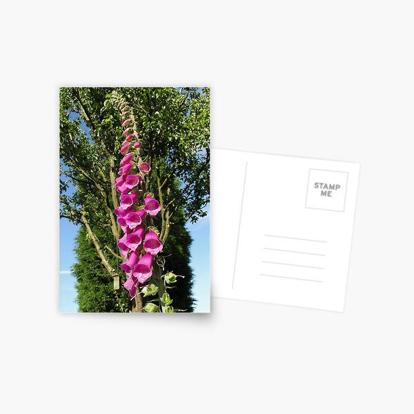 Item preview, Foxglove ... They Grow Anywhere designed and sold by Barrie Woodward.