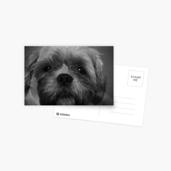 Shih Tzu Dog Face Postcard