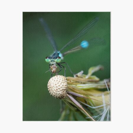 Vista previa del artículo con la obra «Pacific Forktail Damselfly con presa», diseñado y vendido por SorryToBugYou.
