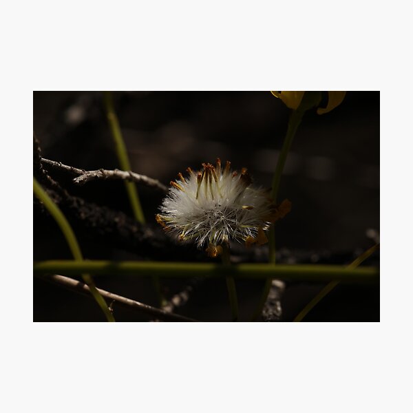 Cronp2-5N2013 - 26 Photographic Print