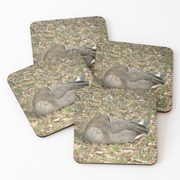 Item preview, Sleepy Duck Photograph designed and sold by naturegallery.
