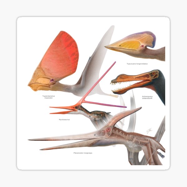Item preview, Pterosaurs designed and sold by paleoarteymas.
