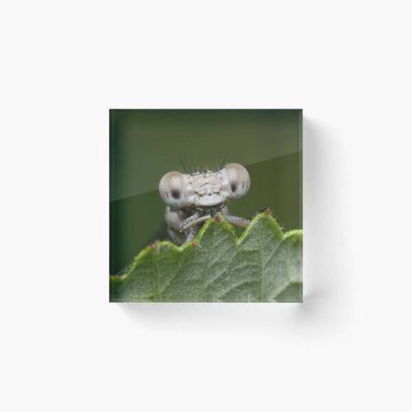 Item preview, Heterochrome Female Common Blue Damselfly designed and sold by SorryToBugYou.
