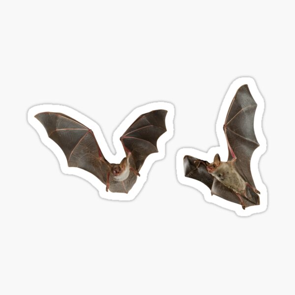 Item preview, Batzilla der Flughund designed and sold by OneTimeEngineer.