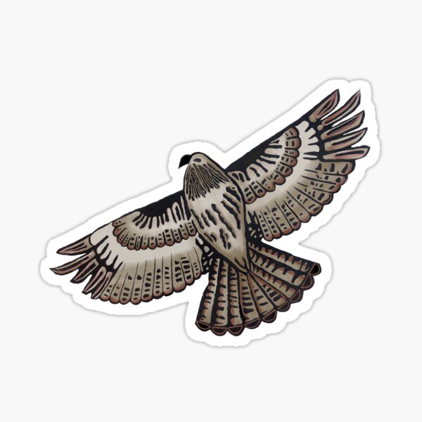 Red Tailed Hawk in Flight Sticker
