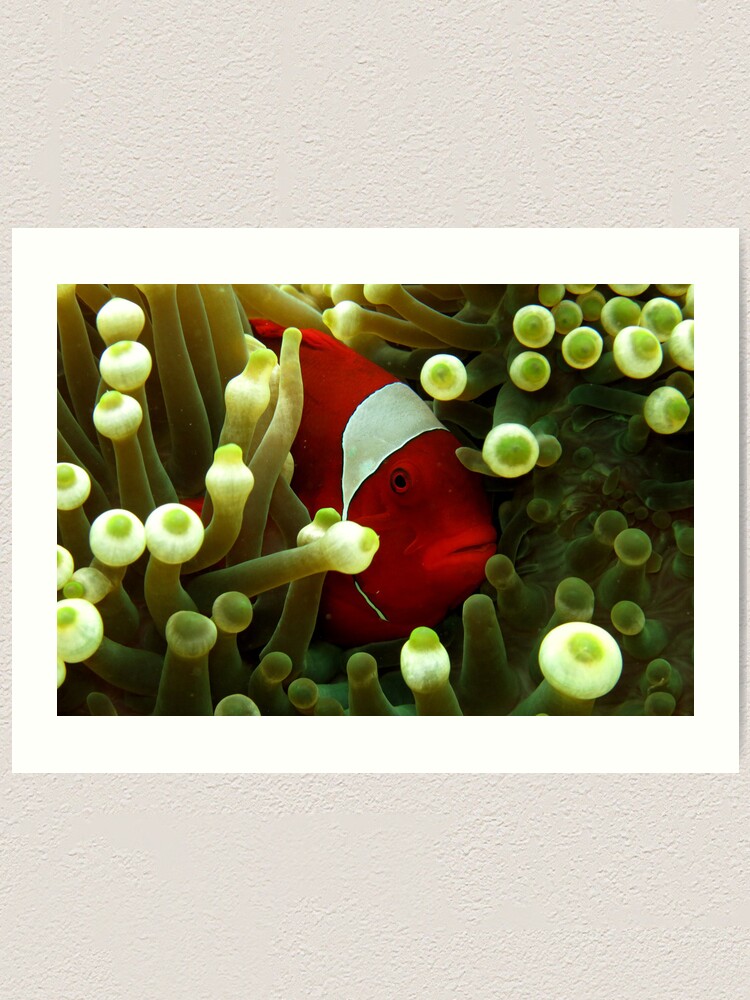 Alternate view of Premnas in Paradise Art Print