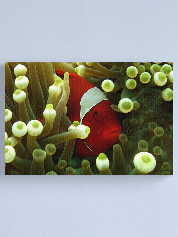 Alternate view of Premnas in Paradise Canvas Print
